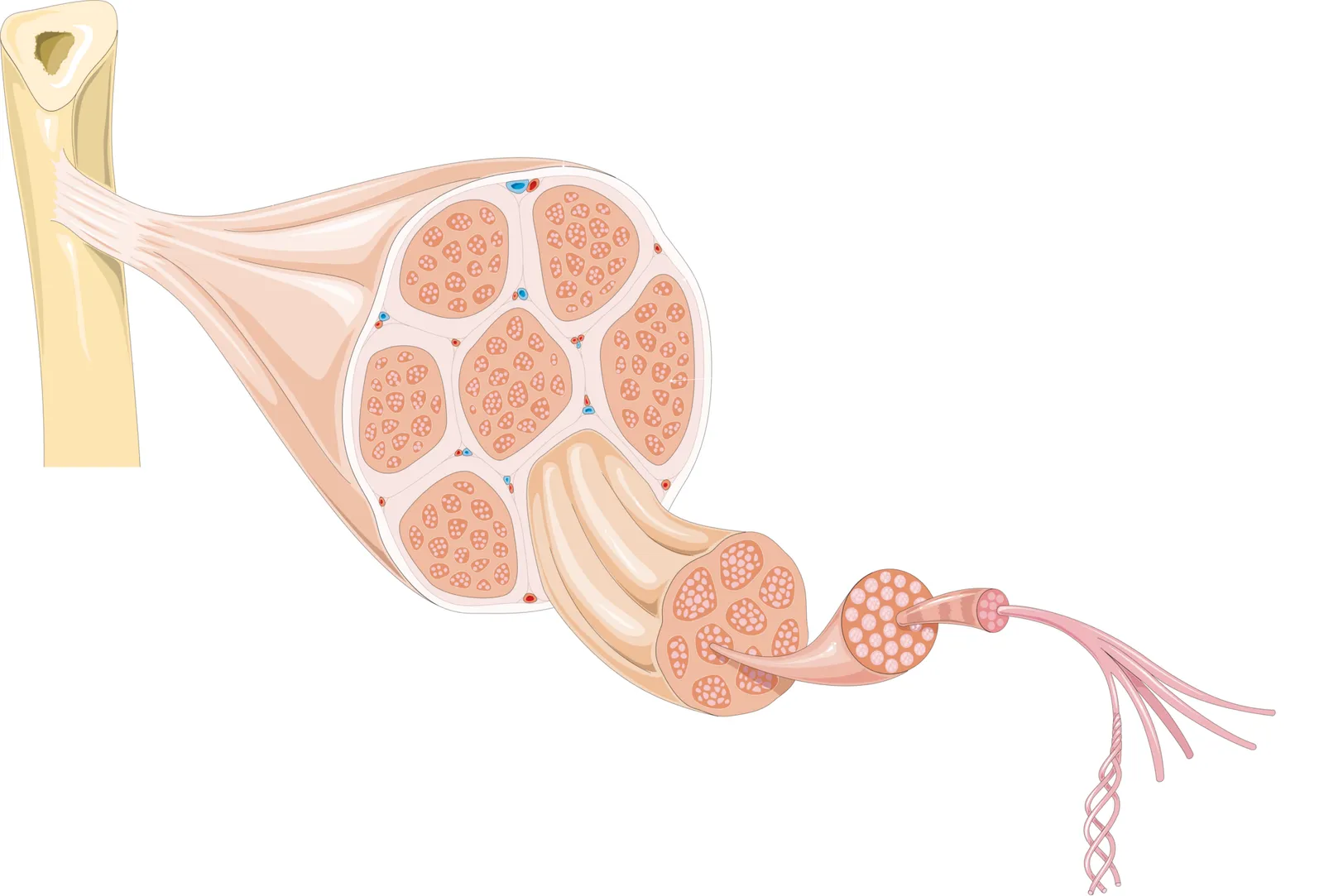 Biseps Tendon Problemleri